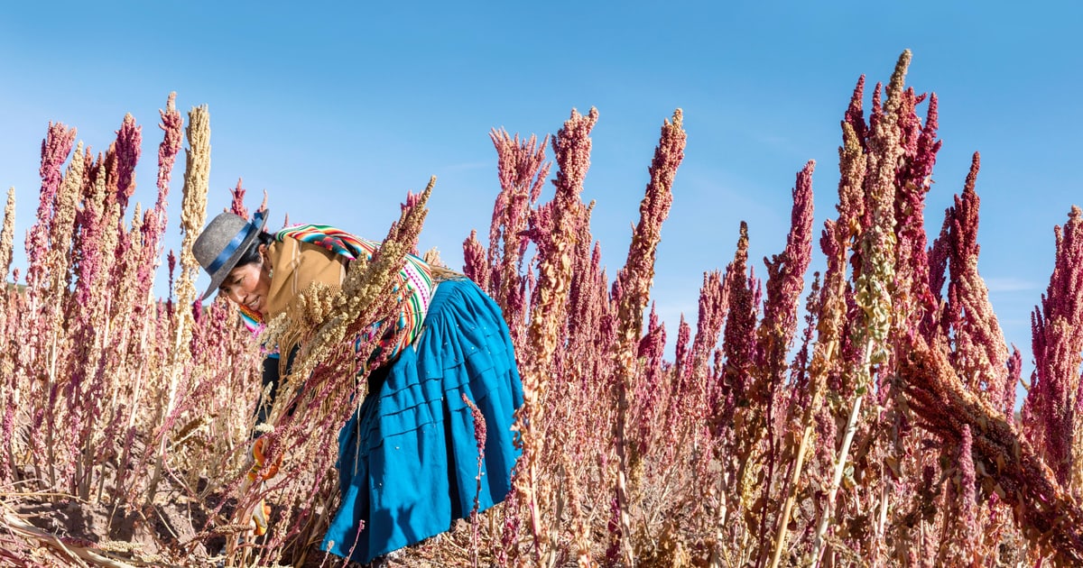 Wie man Quinoa auf traditionelle Art zubereitet | Migusto