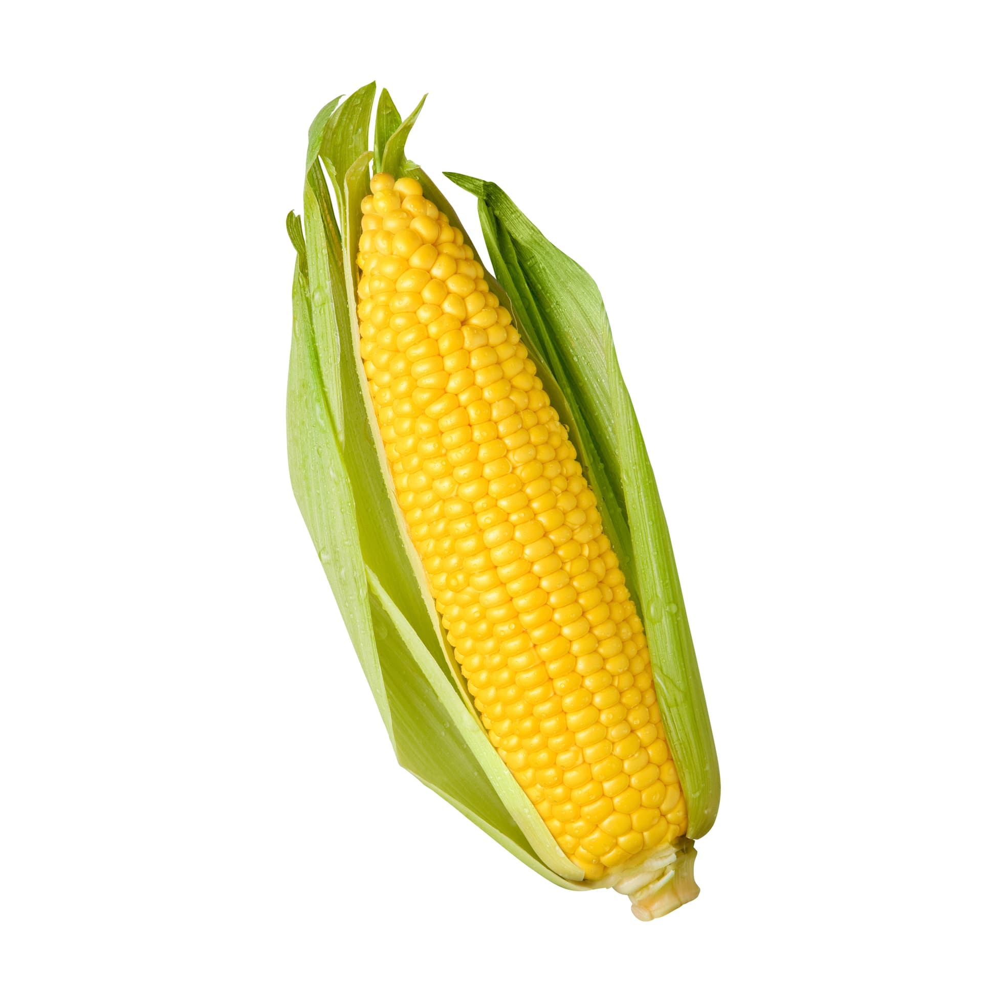 Corn Hentai